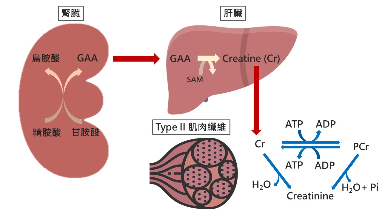 肌酸合成及作用路徑